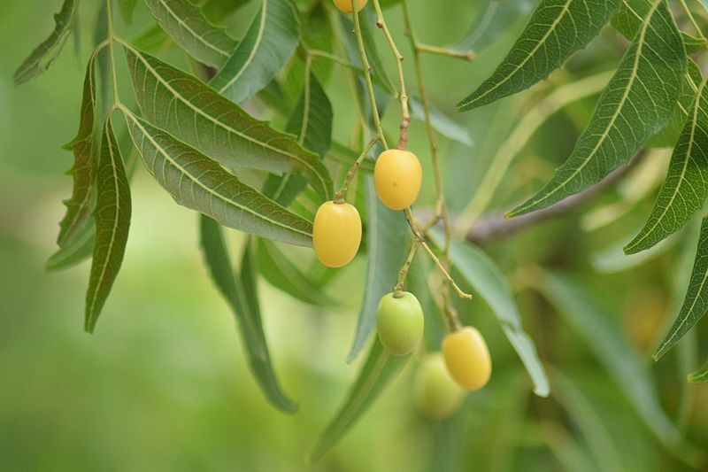 Neem Seed Oil