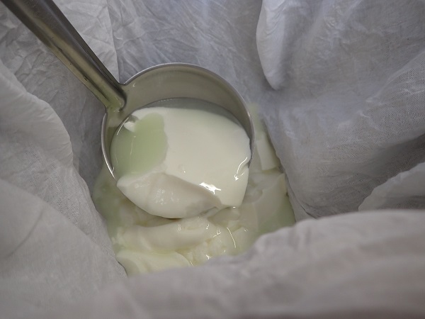 Placing the curd into a cheese cloth